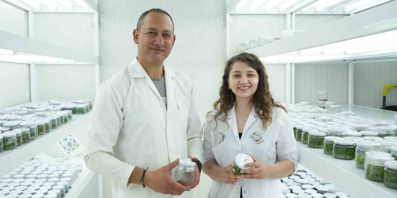 Dona Dayanıklı Fidan Geliştirildi