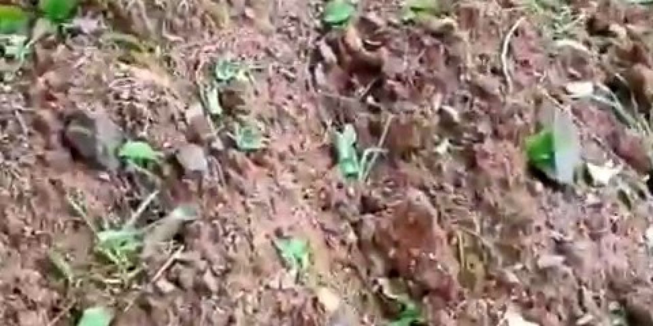 Elazığ’da Dolu Yağışı Kayısı Bahçelerine Zarar Verdi