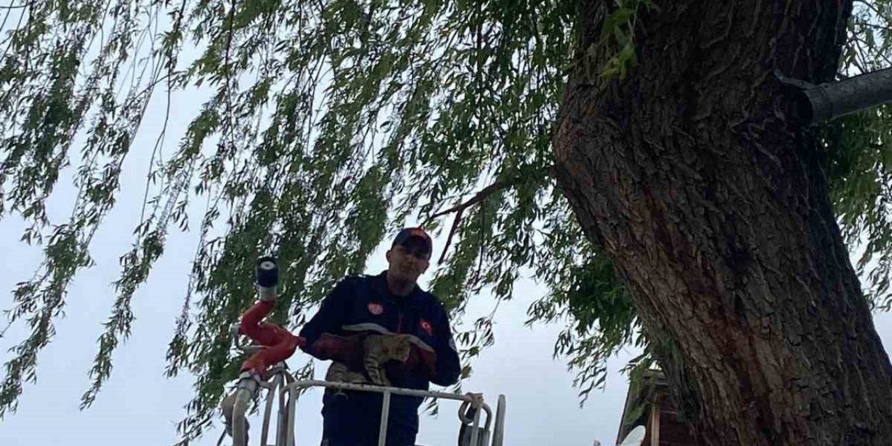 Ağaçta Mahsur Kalan Kedi Kurtarıldı