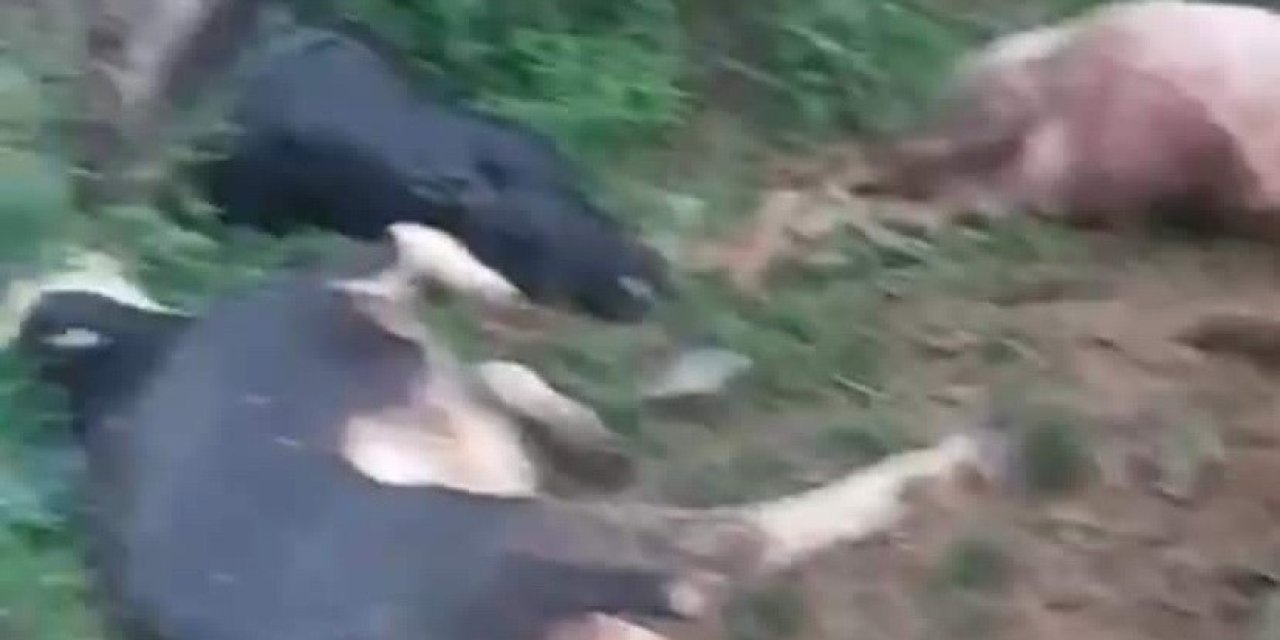 Yıldırımın Düştüğü Çelikhan’da 5 Hayvan Telef Oldu