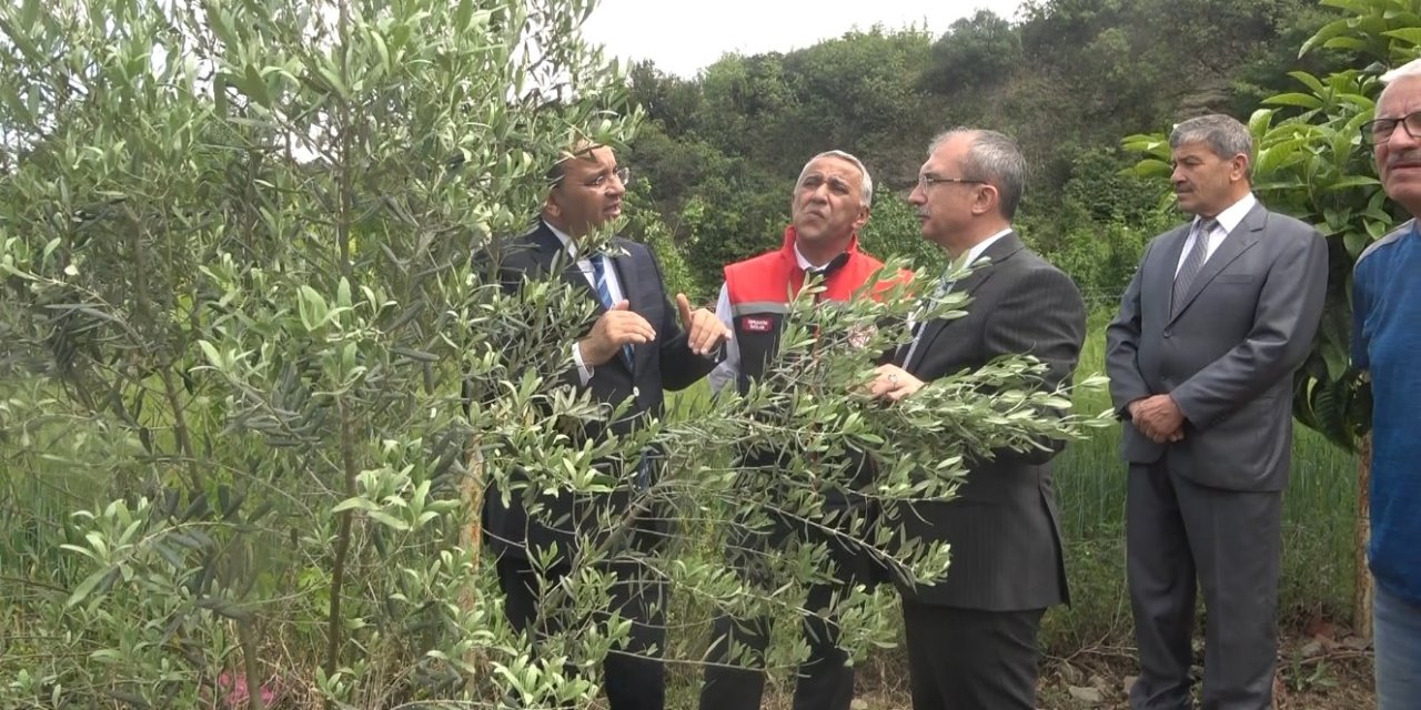 Samsun’da Zeytincilik Yeniden Canlanıyor