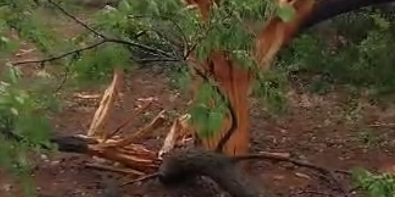 Elazığ’da Yıldırımın Düştüğü Ağaç İkiye Ayrıldı