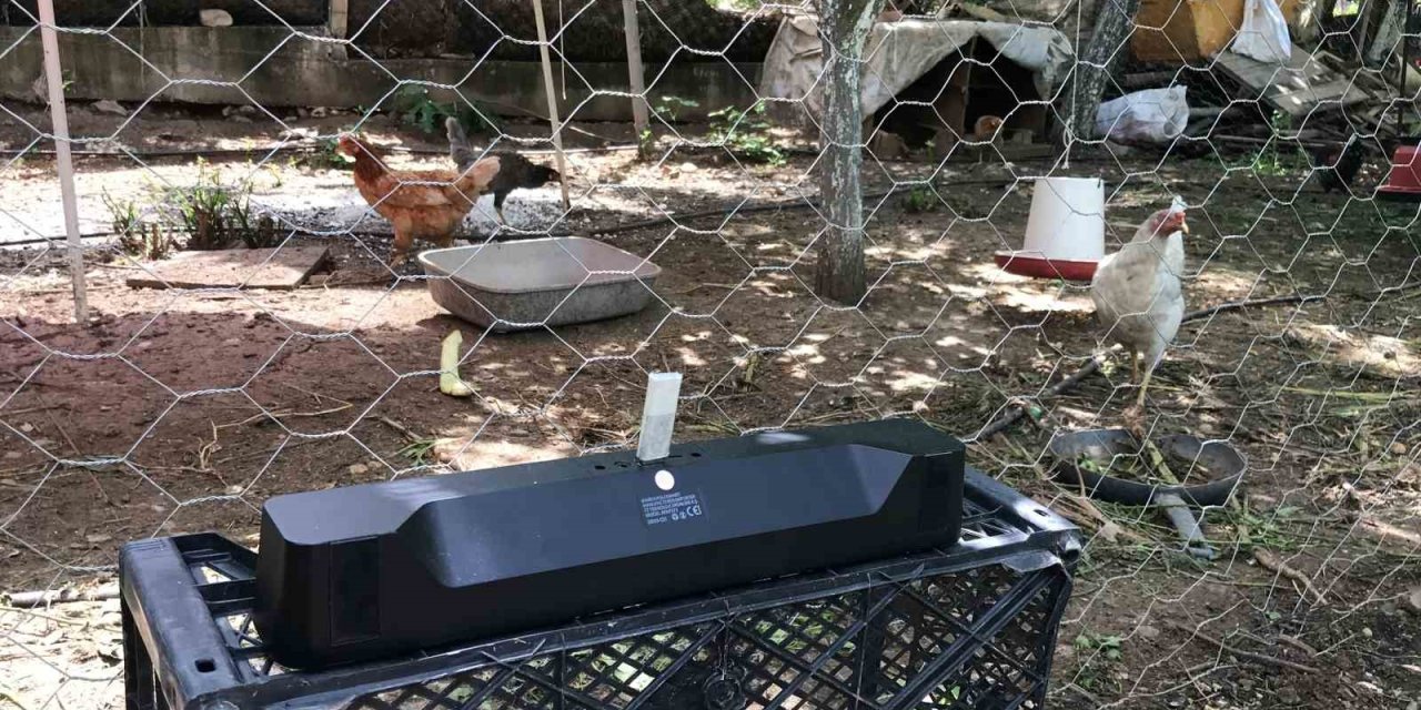 Klasik Müzik Dinleterek Yumurta Verimini 4’e Katladı