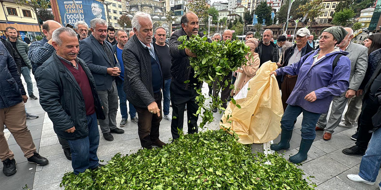 Rizeli Çay Üreticileri 17 TL Açıklanan Yaş Çay Fiyatına Tepkili