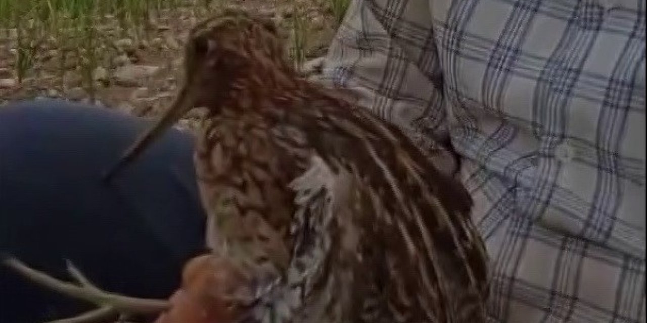 Türkiye’de Nadir Görülen Gallinago Kuşu Yaralı Halde Bulundu