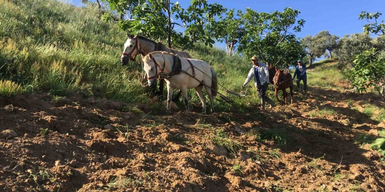 Köyünü Terk Etmeyen Gençler Günlük 3 Bin Liraya Çalışıyor