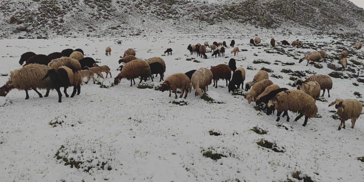 Mayıs Ayında Yağan Kar Besicilere Zor Anlar Yaşattı