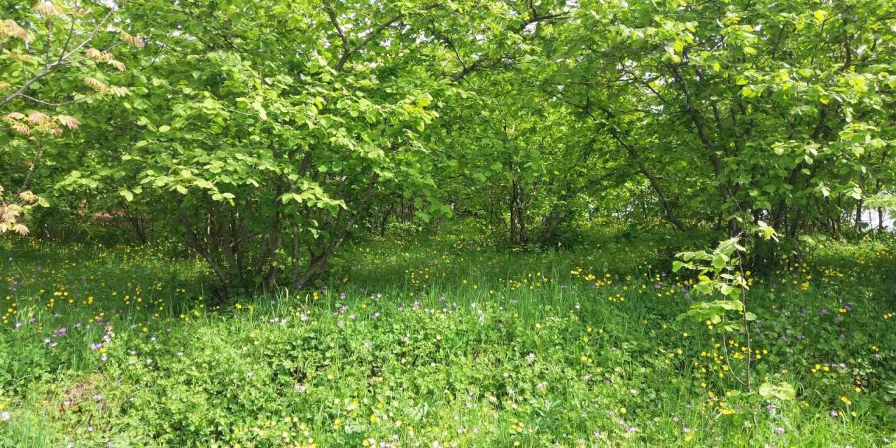 Ziraat Odasından ‘Fındık Kurdu’ Uyarısı