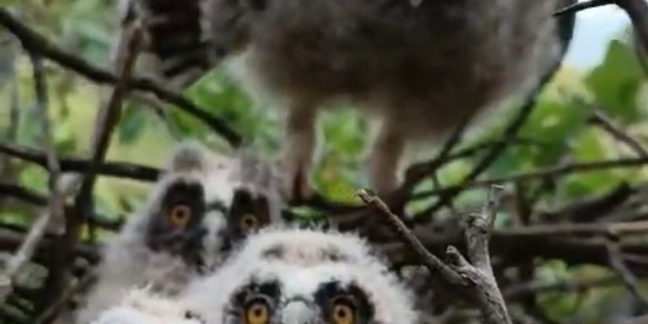 Elazığ’da Ağaçta Yuva Yapan Baykuş Ailesi Görüntülendi