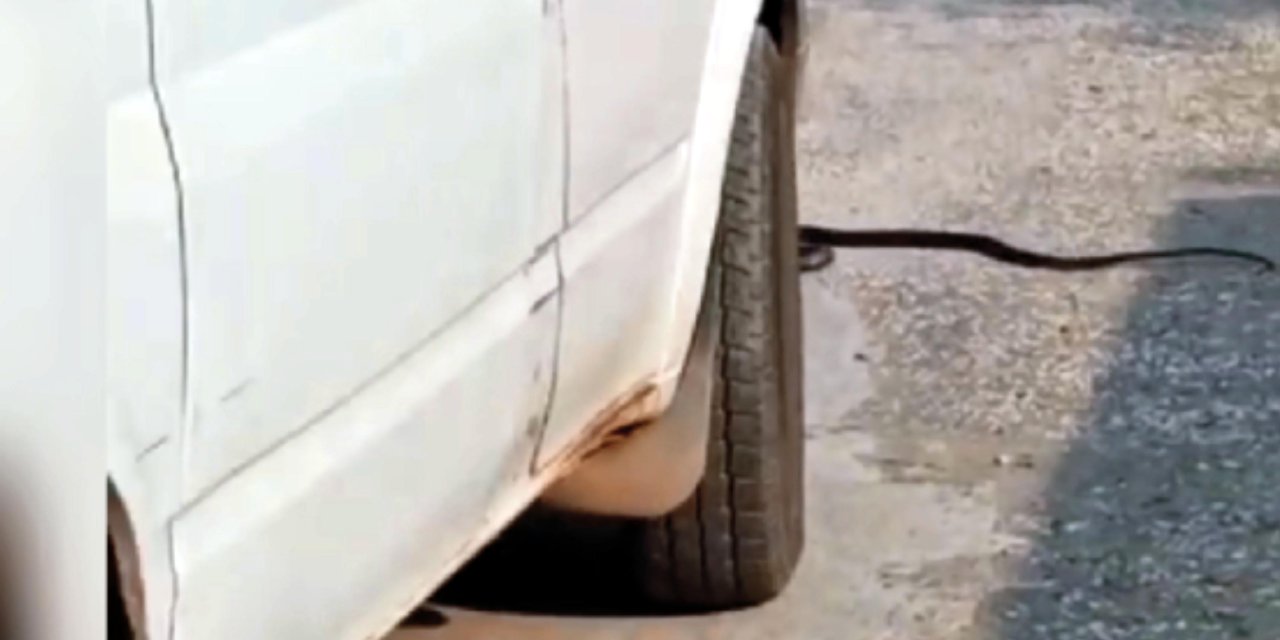 Yoldaki Yılanı Ezen Sürücüye 2 Bin 77 Tl Ceza