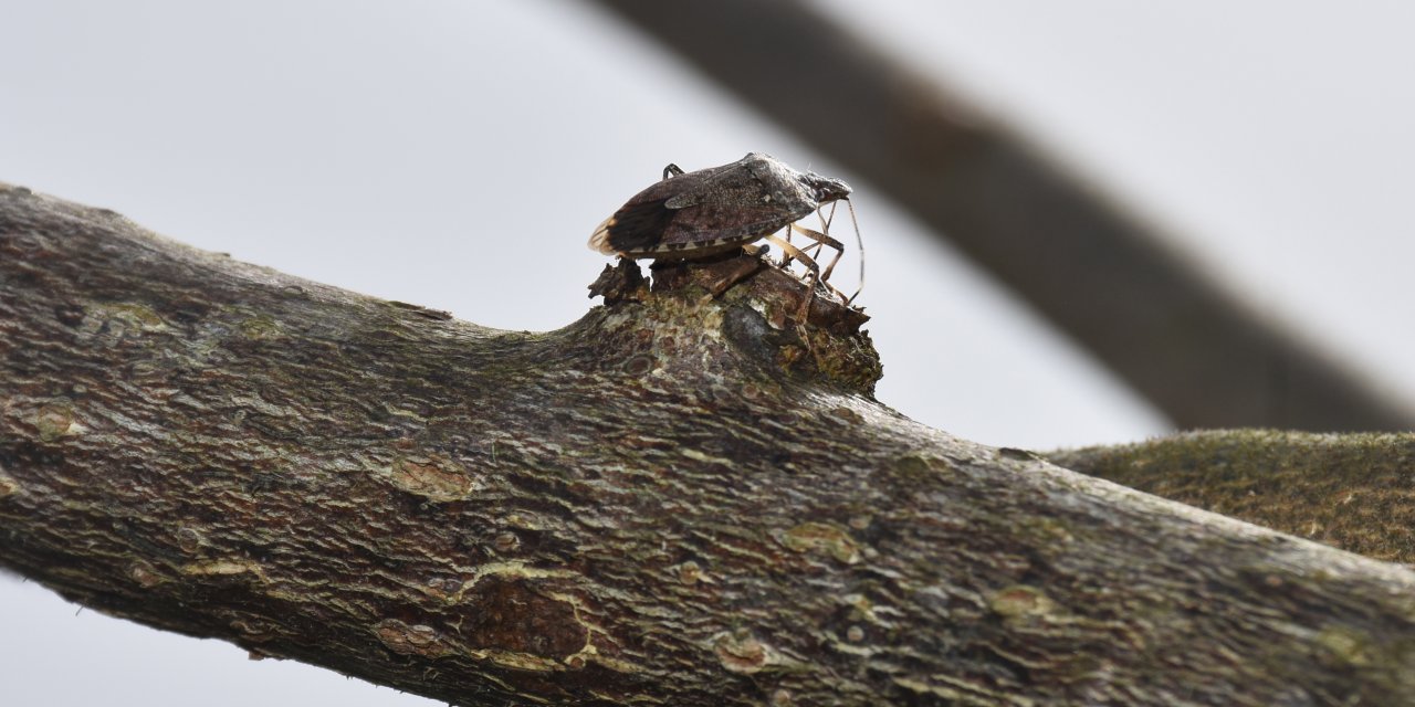 Artvin'de kahverengi kokarcayla mücadele devam ediyor