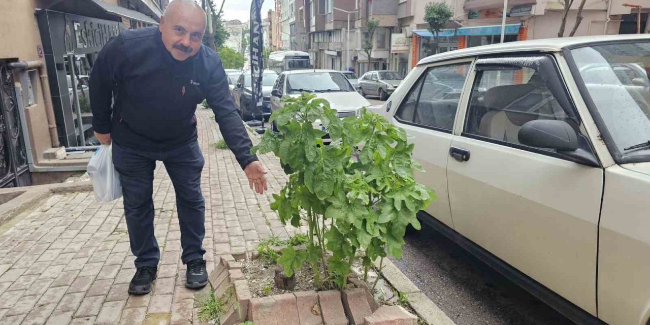 Bandırma’da Sokakların Yeşillenmesi İçin Çağrı