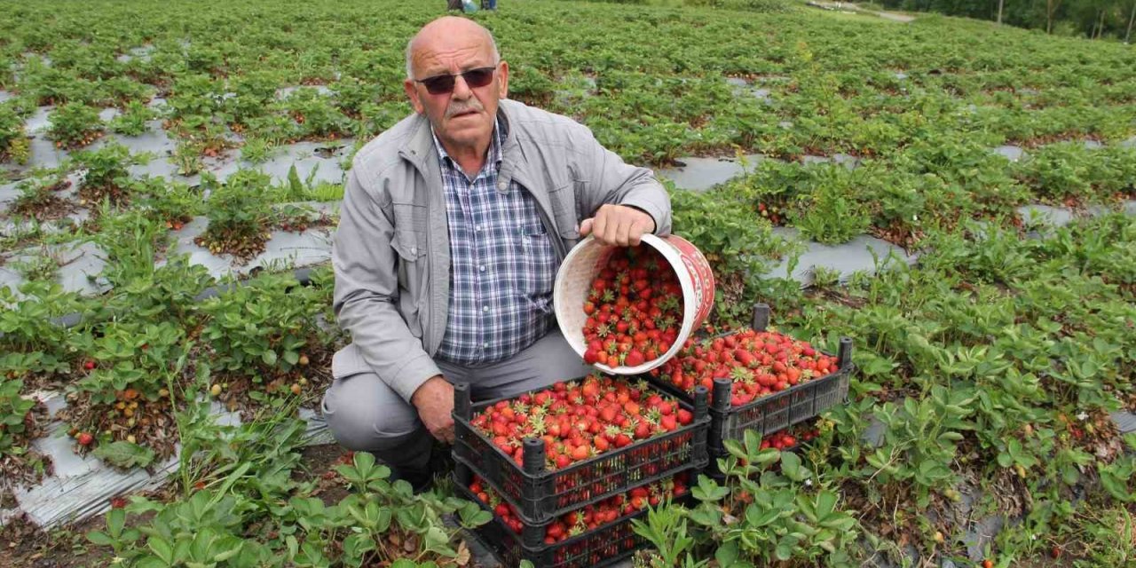 Bafra’nın Organik Çileklerine Talep Artıyor