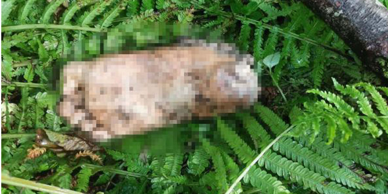 Artvin'de derede insan ayağı bulundu; belediyeden DNA için anons