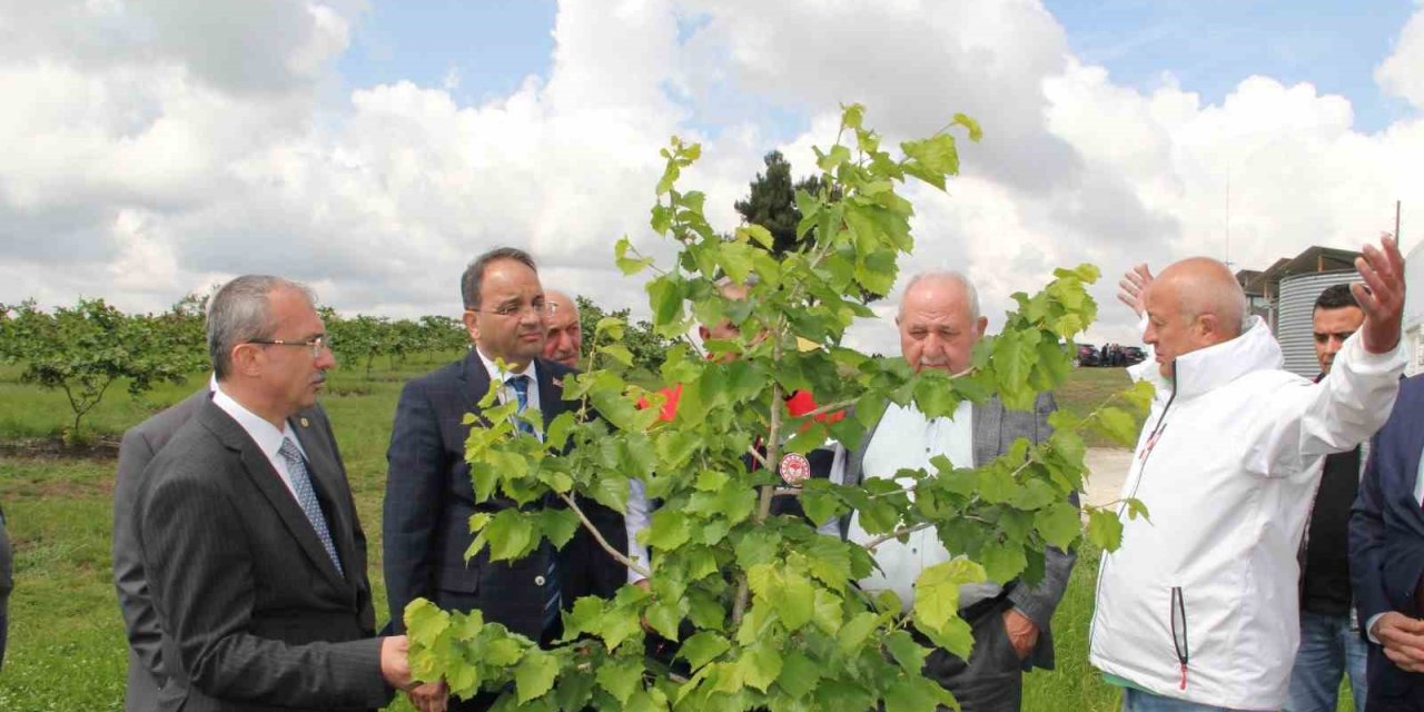 Fındıkta Verimi 5 Kata Kadar Arttıracak Proje Meyvesini Veriyor