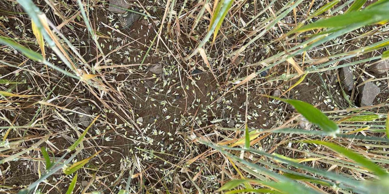 Batman’da Dolu Ve Sağanak Tarım Arazilerini Vurdu