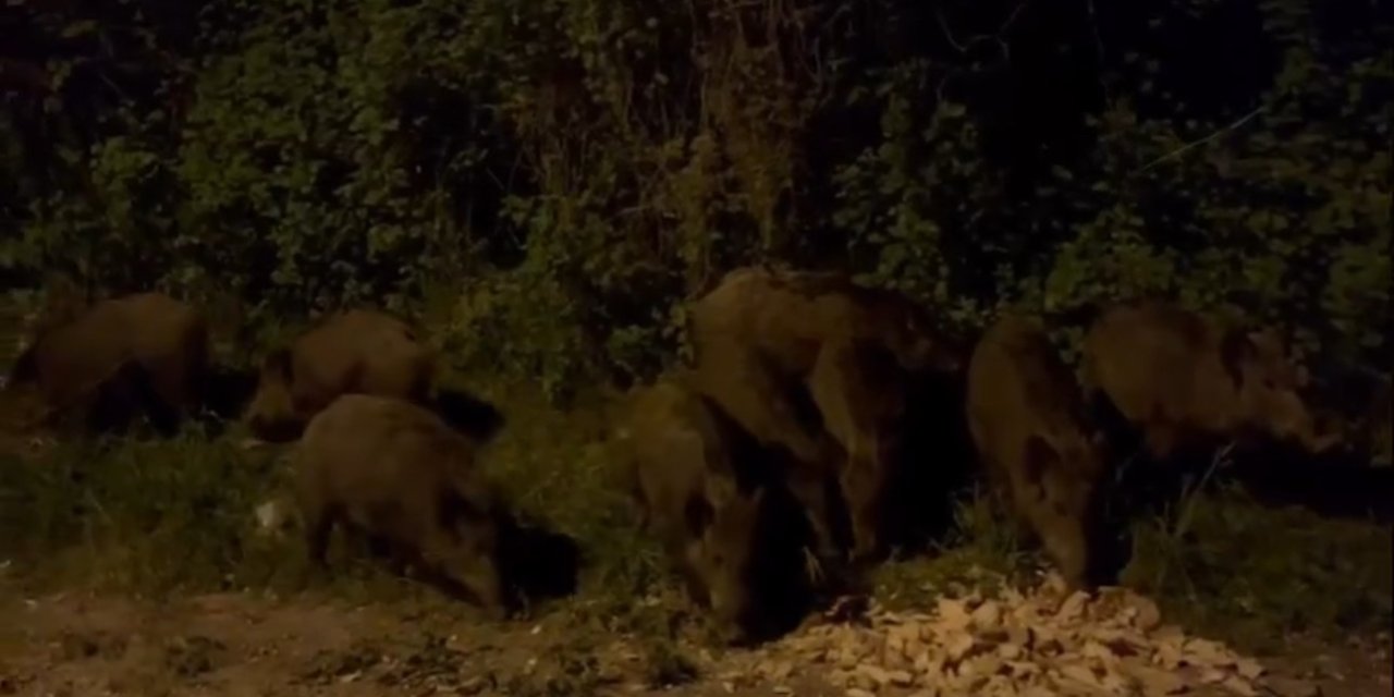 Bursa’da Aç Kalan Domuz Sürüsü Şehir Merkezine İndi