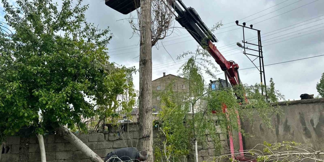 Yüksekova’da Polen Oluşturan Ağaçların Kesimine Başlandı