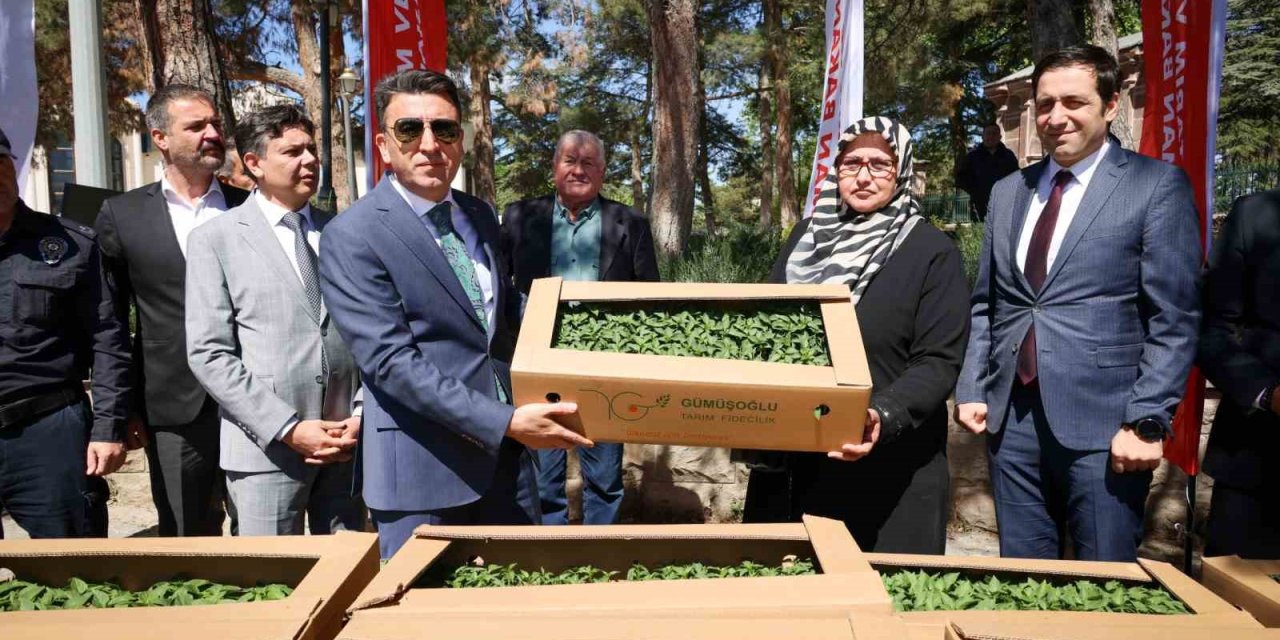 61 Bin 780 Adet ’ata’ Tohumu Gerçekleşti