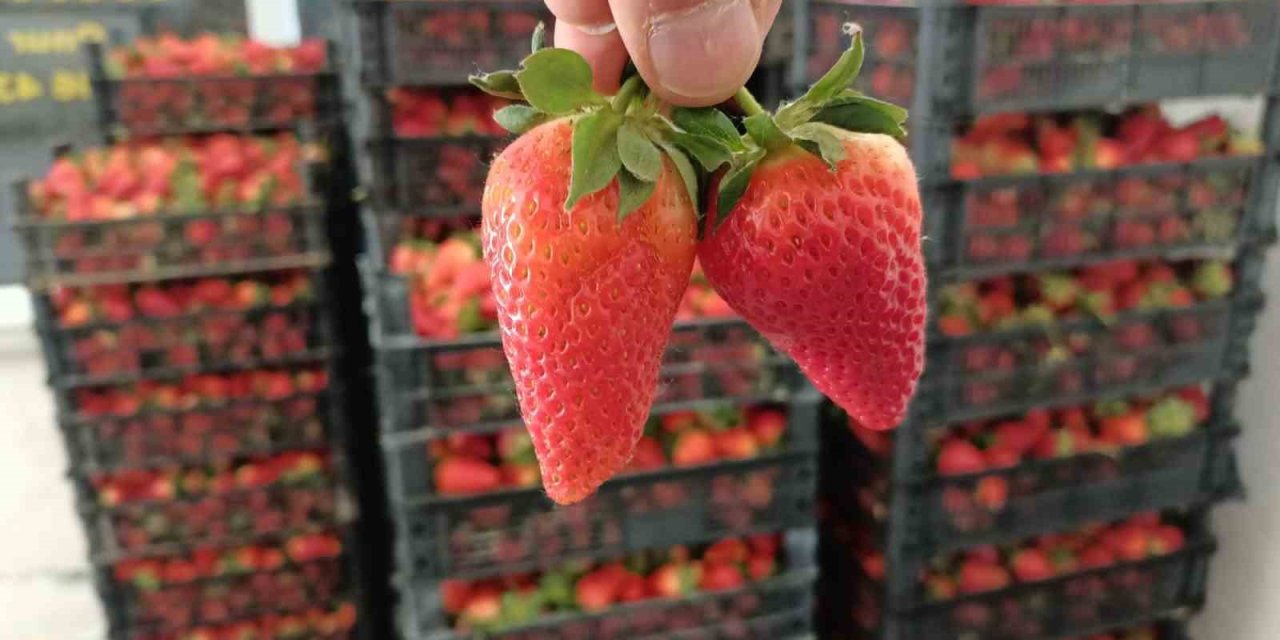 Organik Çilek Üretiminin Merkezi Hüyük’te Başlangıç Fiyatları Üreticileri Memnun Etmedi