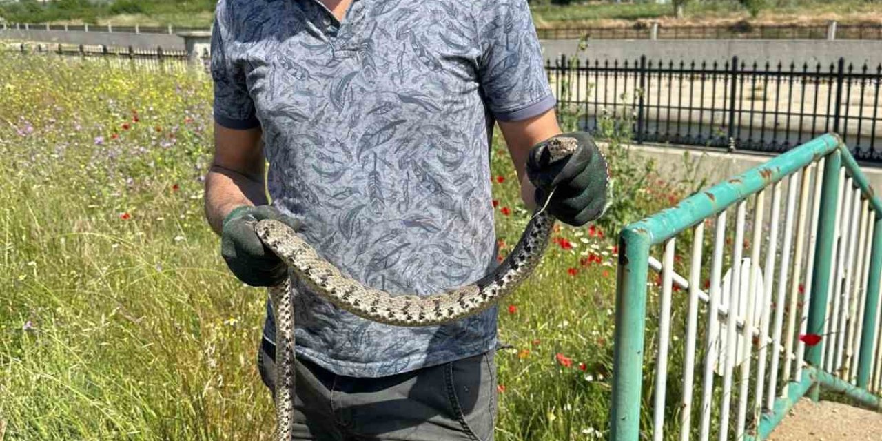 Çanakkale’de Su Borularından Engerek Yılanı Çıktı
