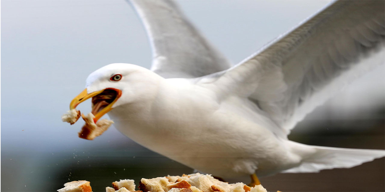 'Martı popülasyonu anormal seviyelere ulaştı'