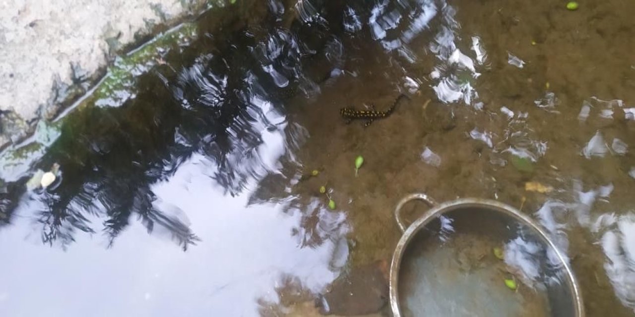 Bitlis’te Benekli Anadolu Semenderi Görüntülendi