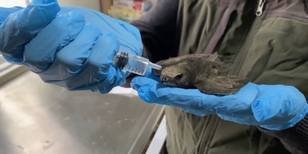 Ebabil Şefkatli Ellerde Hayata Tutundu