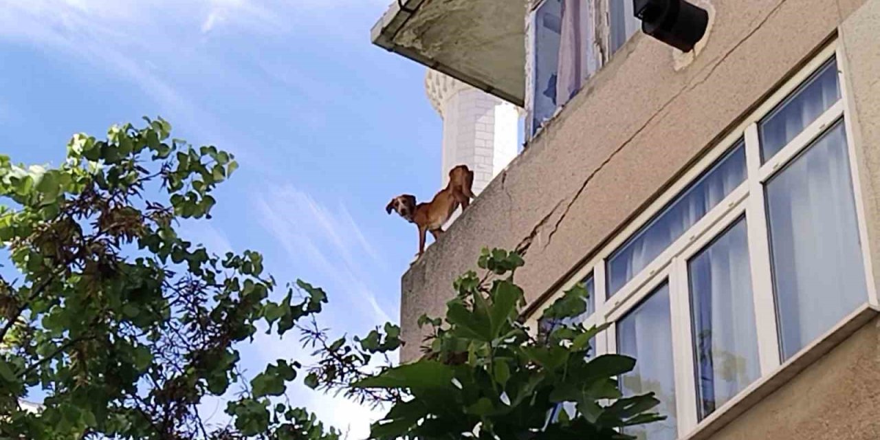 Kadıköy’de İhmalkar Hayvan Sahibine Vatandaşlardan Tepki
