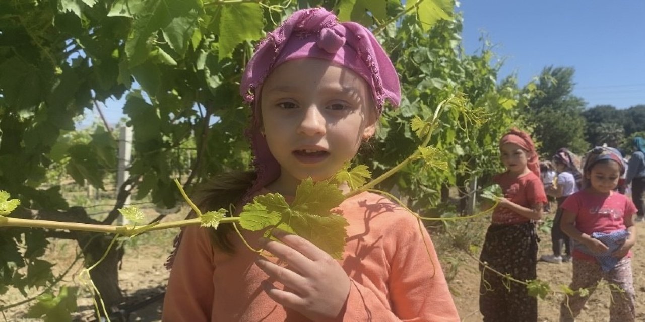 Minik Öğrenciler Asma Yaprağı Topladı