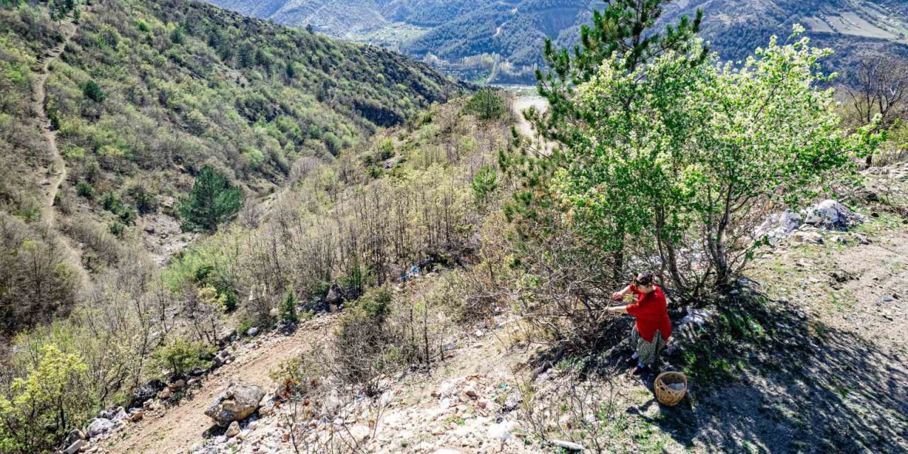 Her Yerde Kahve Olarak Tüketilirken, Tokatlılar Konservesini Yapıyor