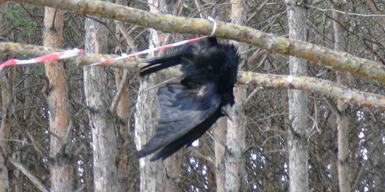 Ağaçta Asılı Kalan Karga Telef Oldu