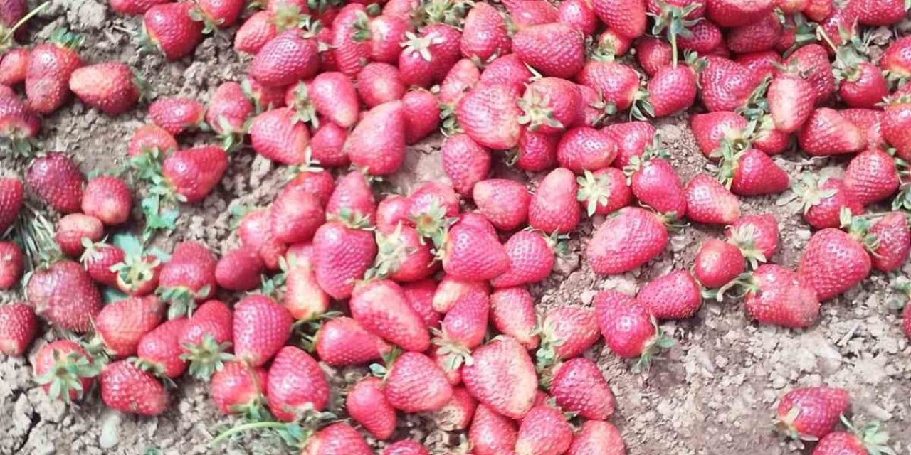 Kahramanmaraş’ta Yağmur Nedeniyle Çilekler Zarar Gördü