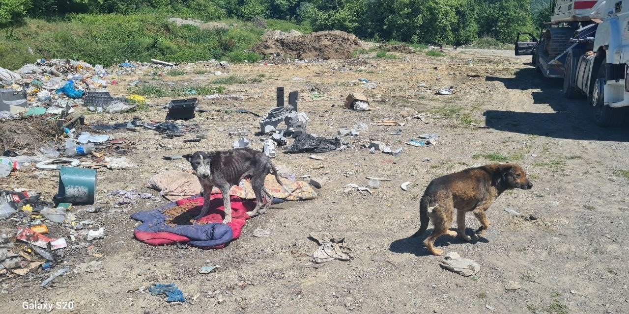 Alaplı’da Uyuz Paniği
