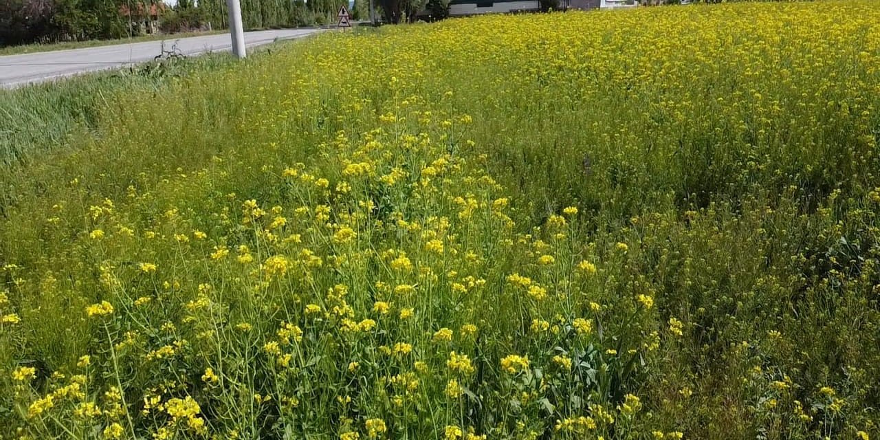 Şuhut’ta İlk Defa Ekilen ‘Lenox’ Boy Verdi