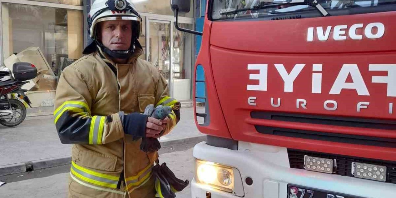 Yalova’da Pencere İle Sineklik Arasında Mahsur Kalan Güvercin Kurtarıldı