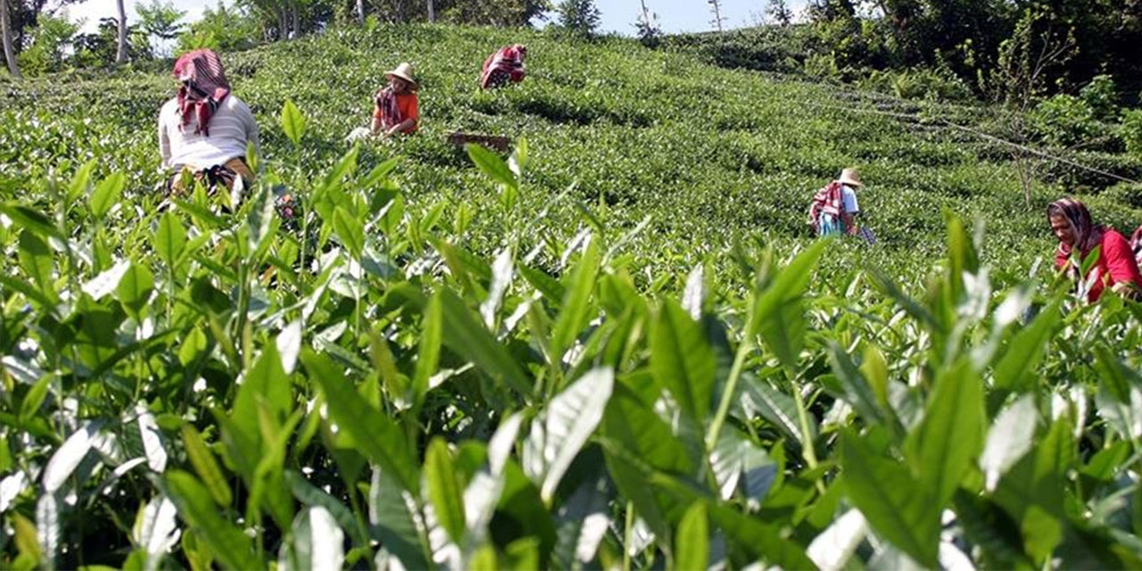 ÇAYKUR, 2. Sürgünde 100 Bin Tona Yakın Çay Aldı