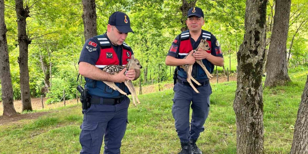 Devriye Atan Jandarmalar İki Yavru Karaca Buldu