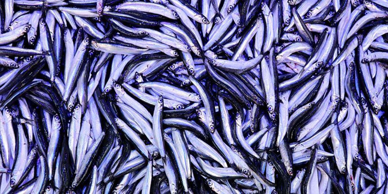 Hamsi ihracatı yılın ilk yarısını yüzde 7 artışla kapattı