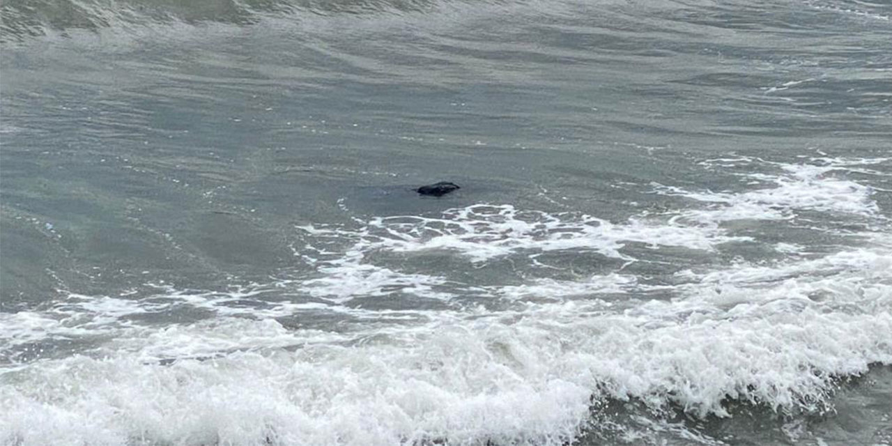 Sürmene'de denizde ceset ihbarı yapıldı, çadır çıktı