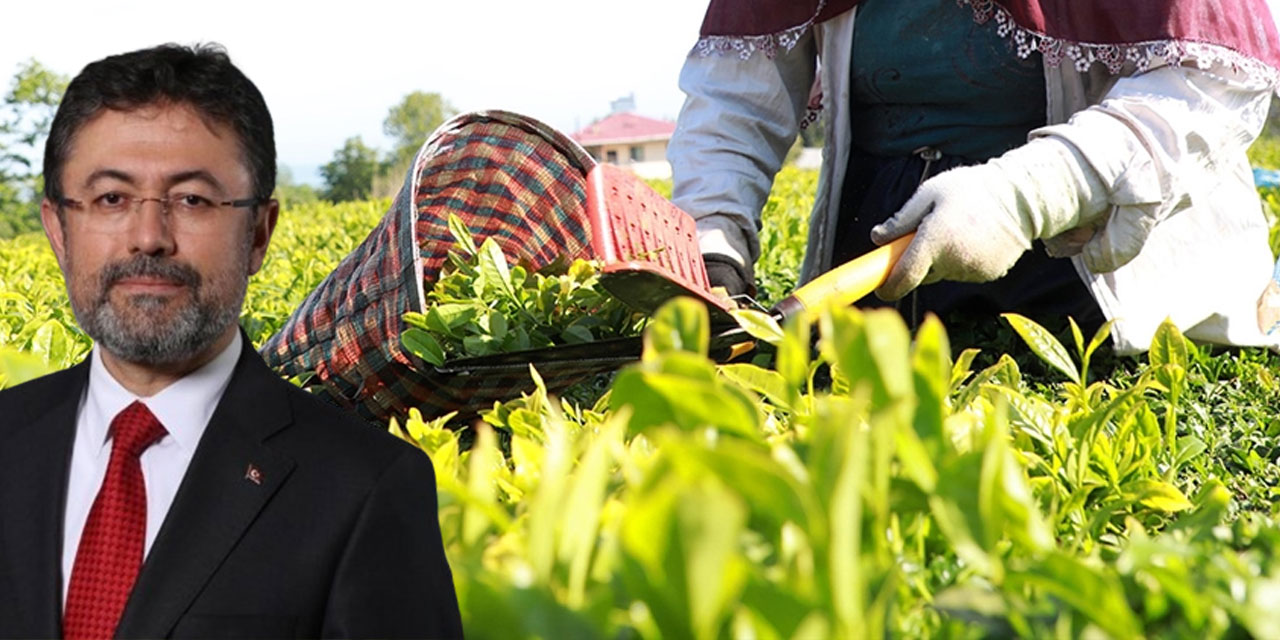 Bakan Yumaklı'nın Yaş Çay Fiyat Artışı Açıklaması TÜİK Verileriyle Çelişti. TÜİK: Tarım ÜFE yıllık yüzde 60,77 arttı