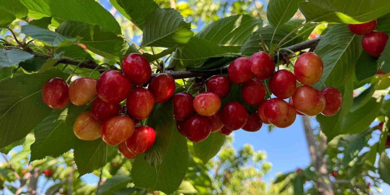 Honaz’da Napolyon Kirazı Hasadı İçin Geri Sayım Başladı