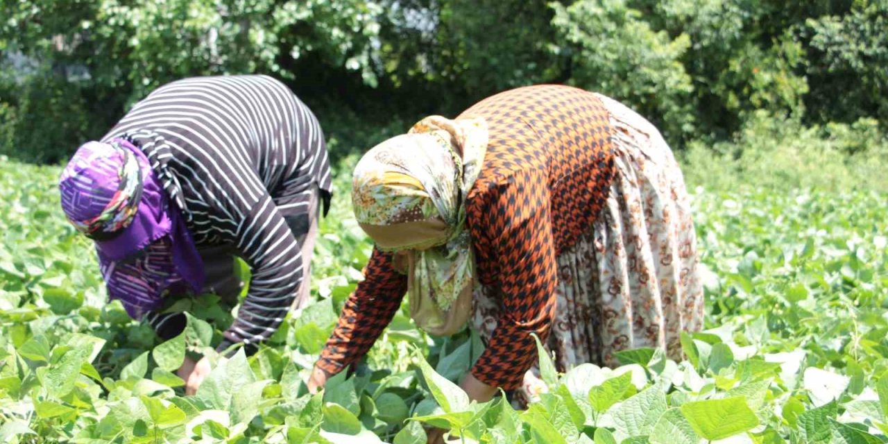Hasadı Başlayan Taze Fasulye Tarlada 50 Tl’ye Satılıyor