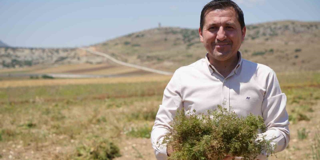 Kilis’te Kimyon Hasadı Başladı