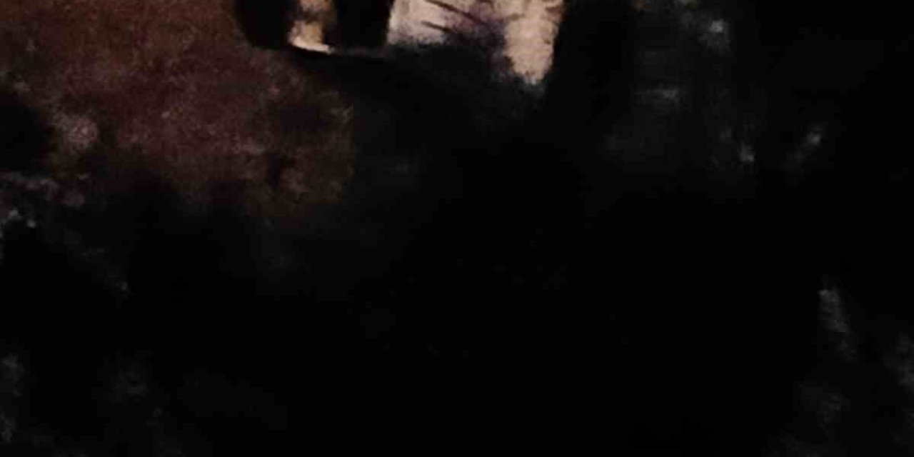 Uçuruma Düşen Sürücü Hafif Şekilde Yaralandı