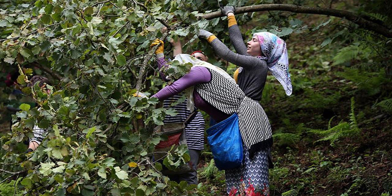 Trabzon'da fındık hasadına 12 Ağustos'ta başlanacak