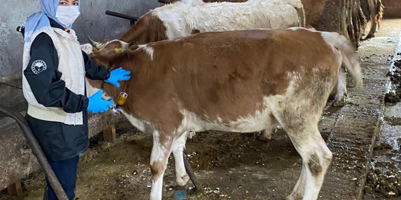 Refahiye’nin 121 Köy Ve 73 Mezrasında Hayvanlar Aşılanıyor