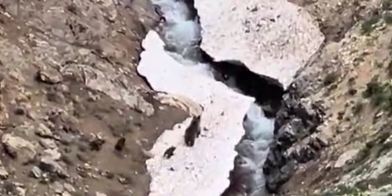 Anne Ayı Ve Yavruları Yiyecek Ararken Görüntülendi