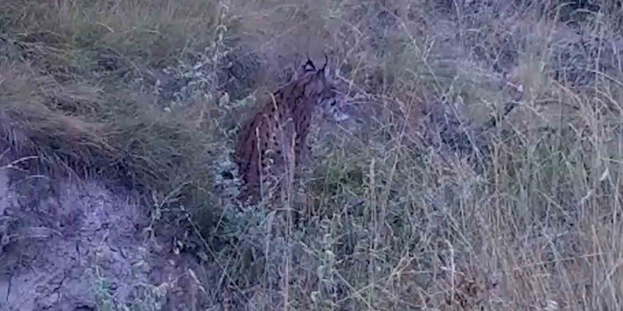 "Ormanların Hayaleti" Vaşak, Bozkır Topraklarında