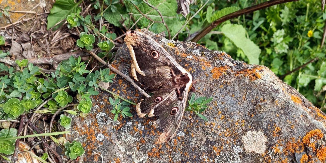 Avrupa’nın En Büyük Kelebek Türü Gümüşhane’de Görüntülendi